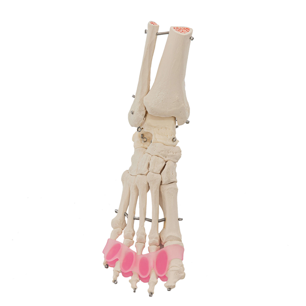 Flamingo Feet