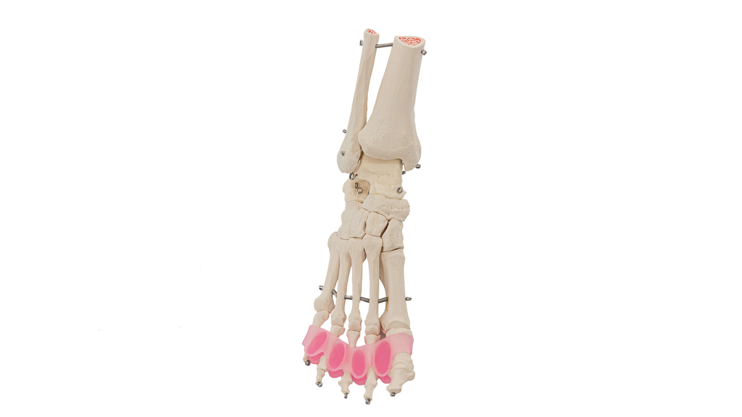 Flamingo Feet