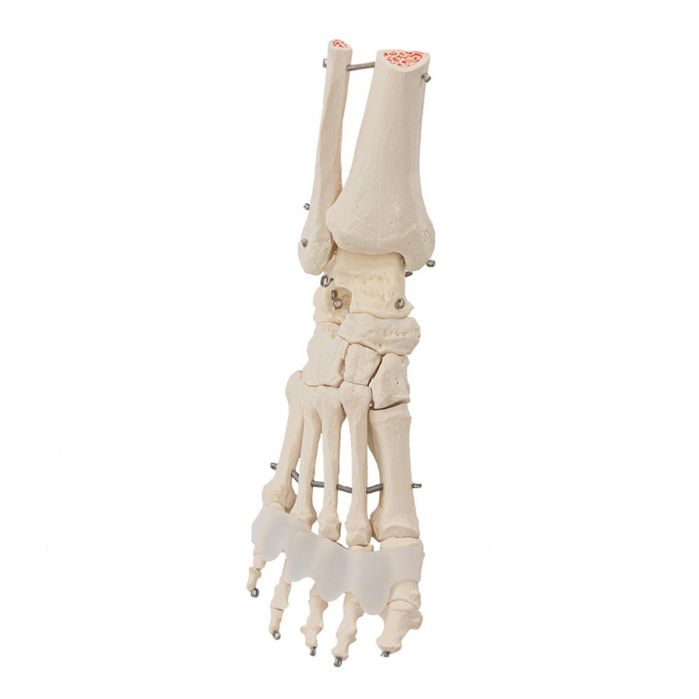 Flamingo Feet