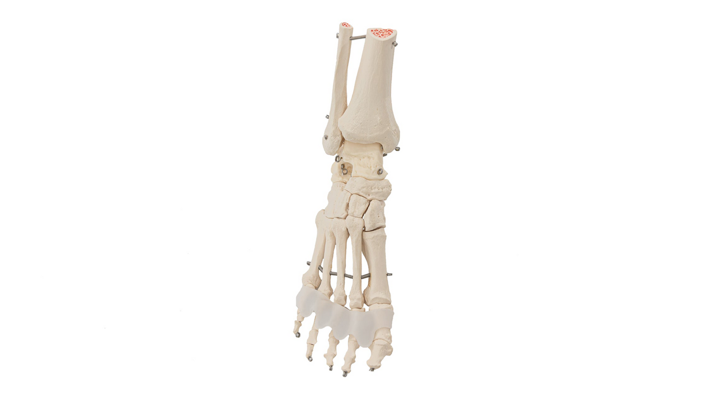Flamingo Feet
